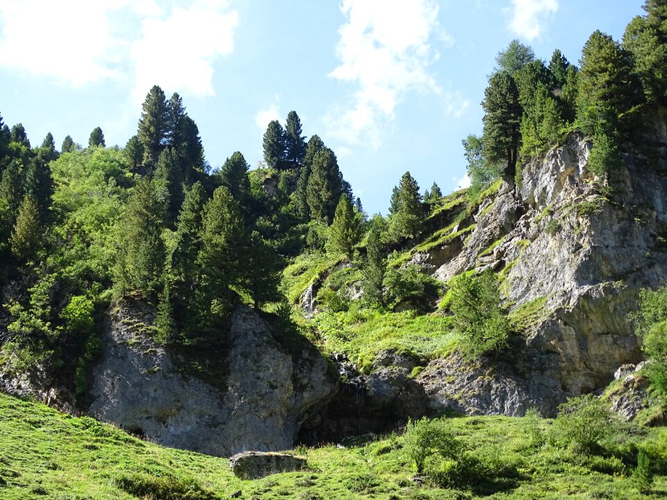 Tree summer landscape