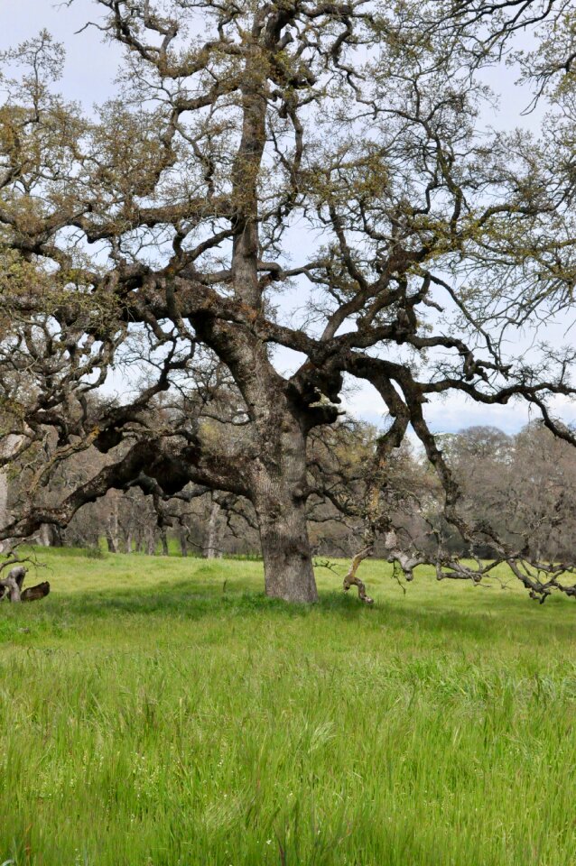 Grass flora oak