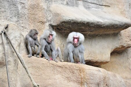 Rock monkey travel