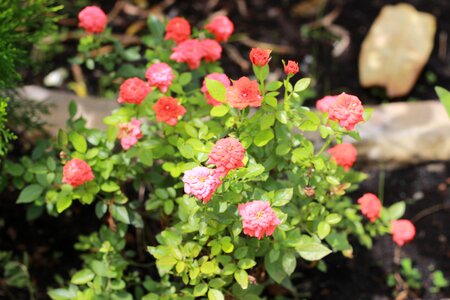 Love natural flower buds photo