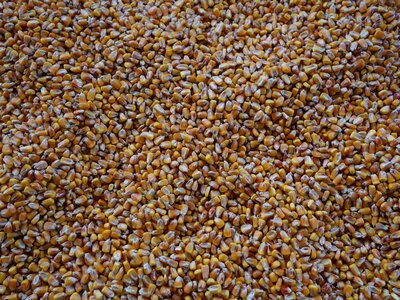 Yellow grain