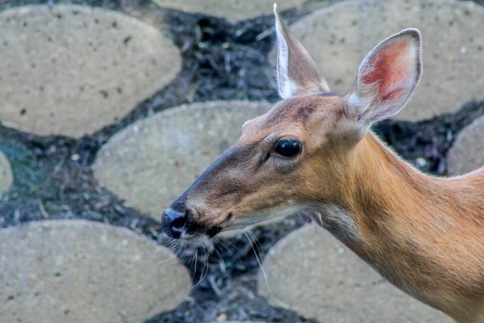 Wildlife wild