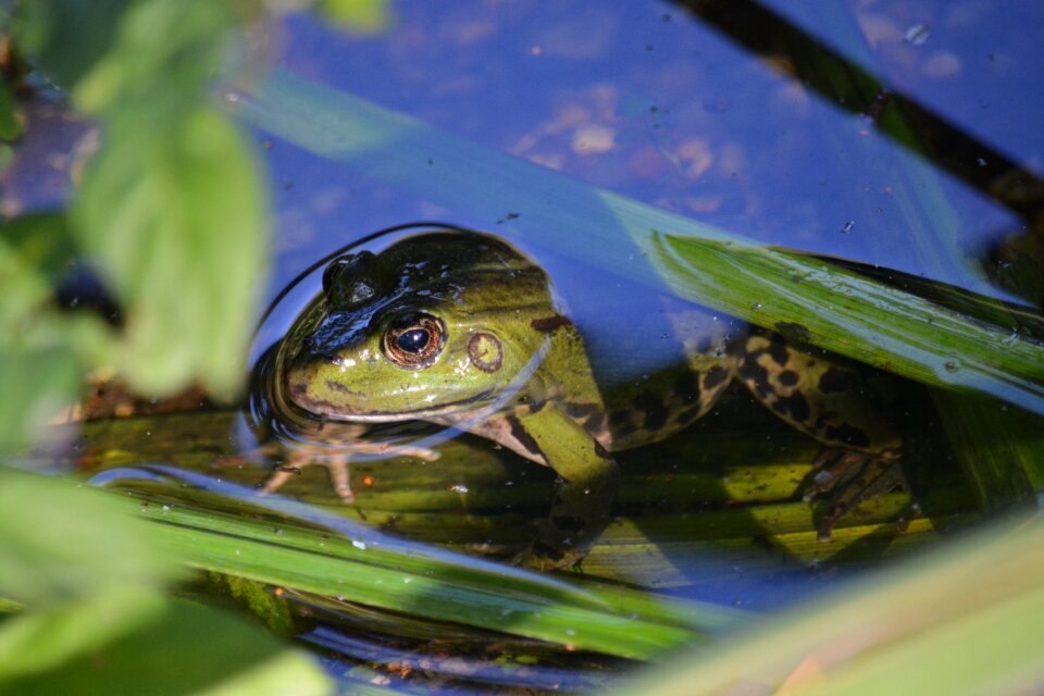 Amphibian nature animal world
