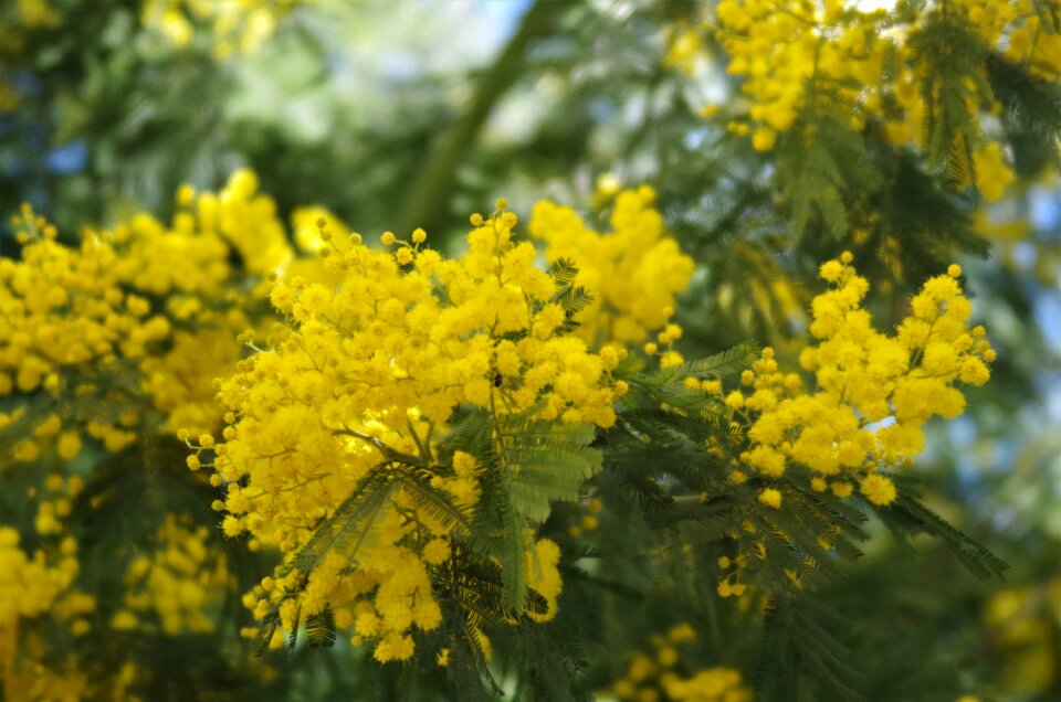 Flowers mimosa 8 march