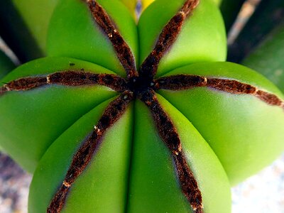 Desert close up leaf