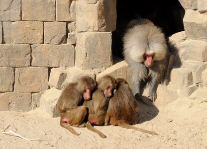 Animal baboon zoo photo