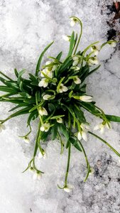 Snowdrops spring Free photos