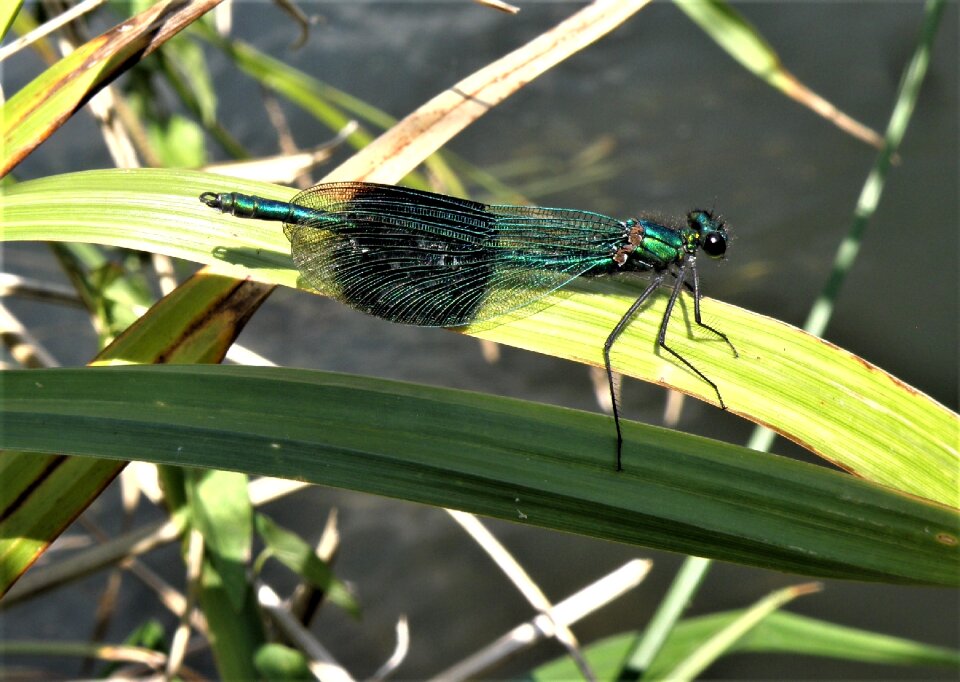Animal outdoors dragonfly