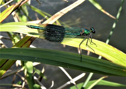 Animal outdoors dragonfly photo