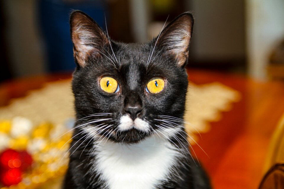 Cat pet Free photos