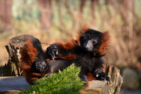 Mammal nature animal world