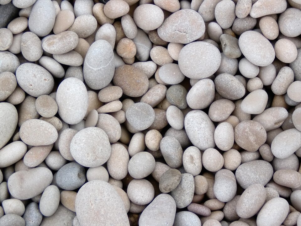 Haba seed food
