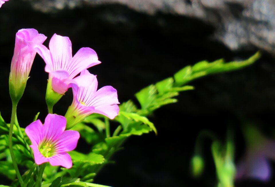 Wild flowers wild nature