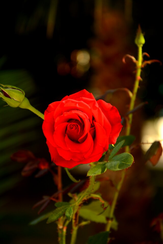 Plant petal blooming