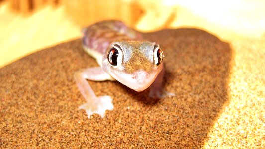Animal animal world small