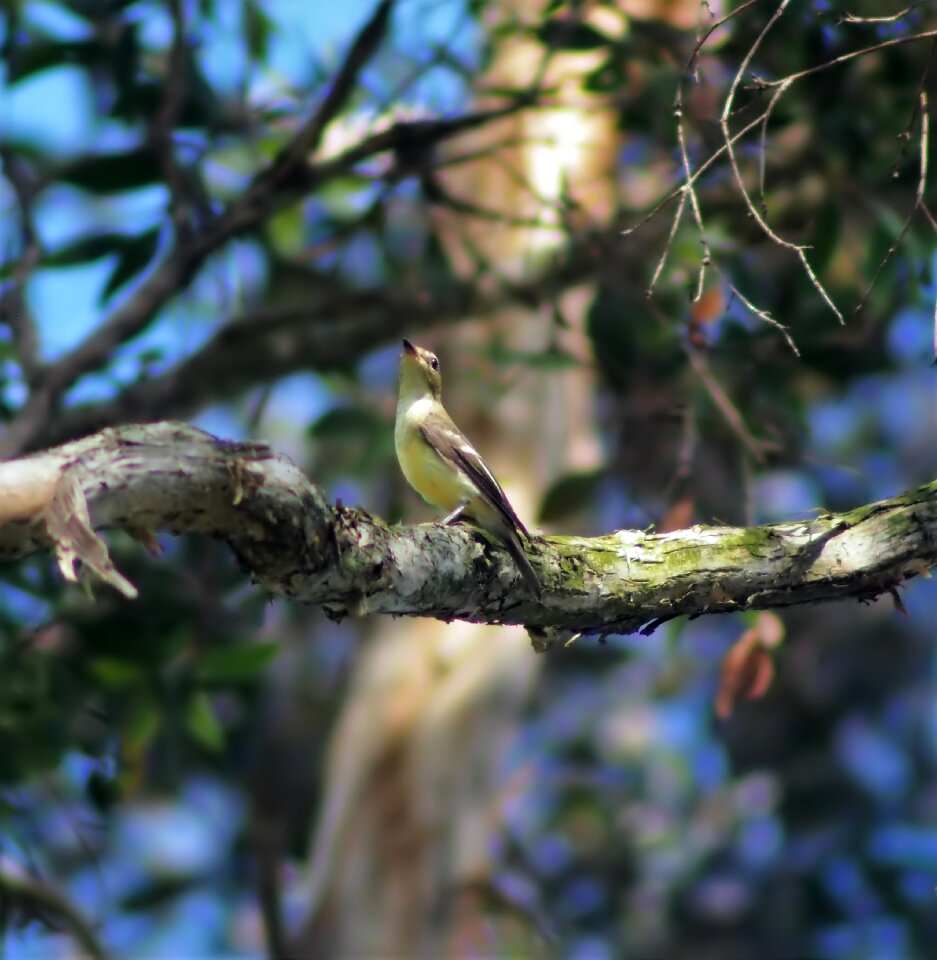 Outdoors wildlife wood