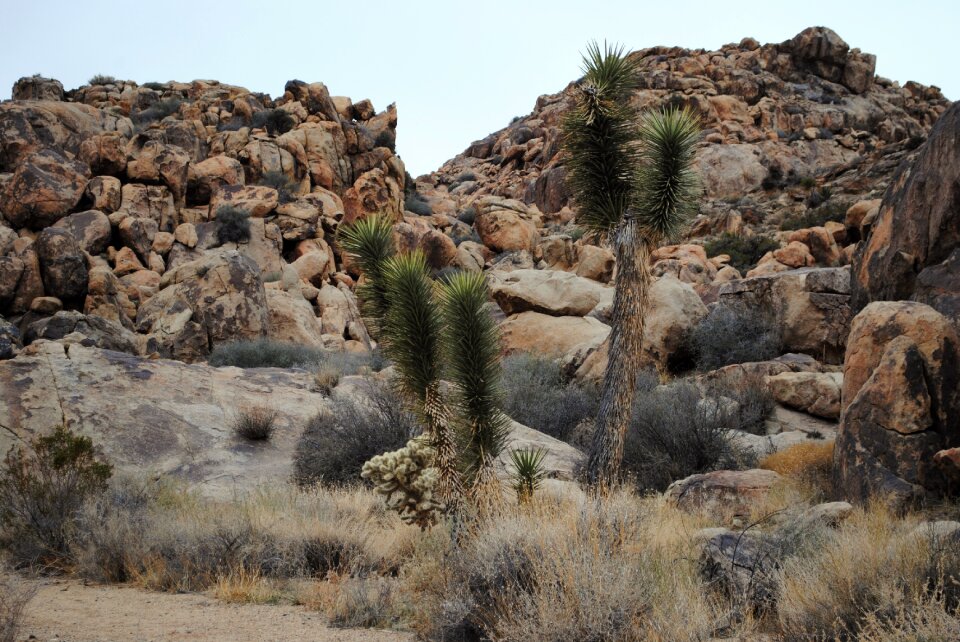 Stone desert joshua tree