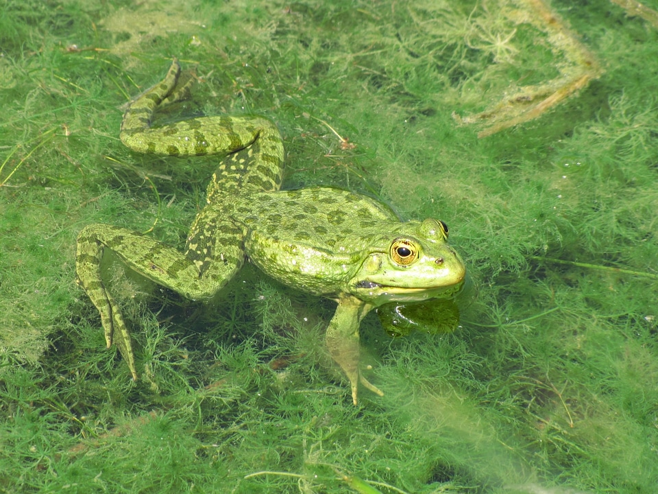 Amphibian marshes animal