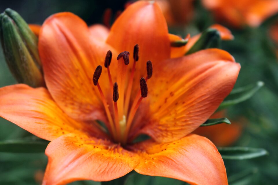 Garden krupnyj plan lily