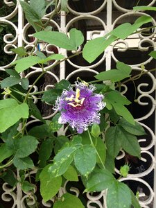 Flower garden summer