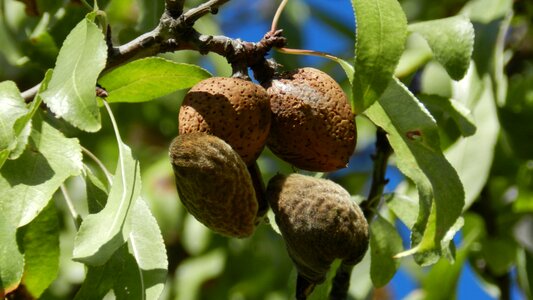 Nature food tree
