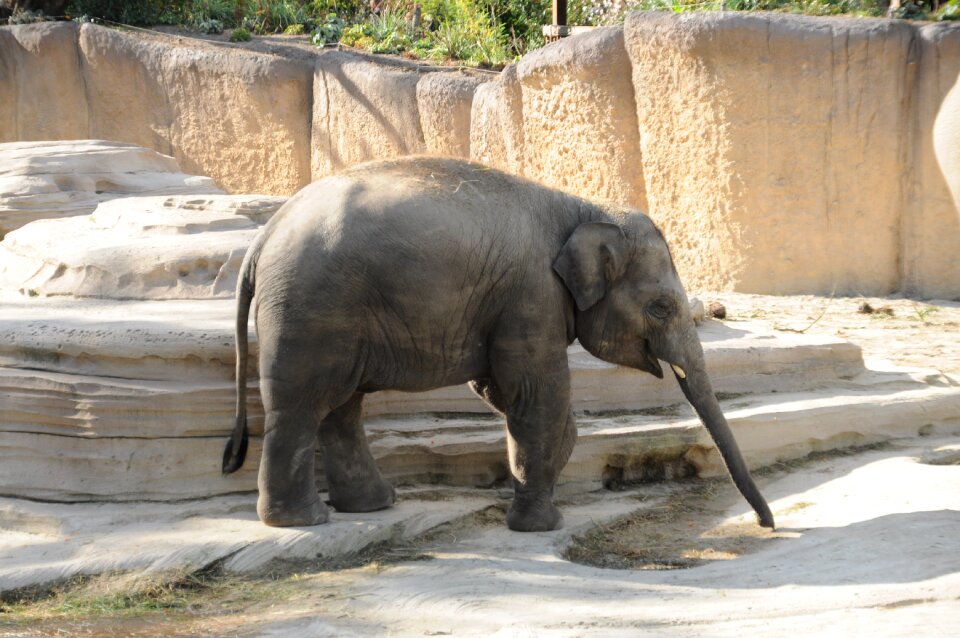 Animal world elephant young elephant - Free photos on creazilla.com