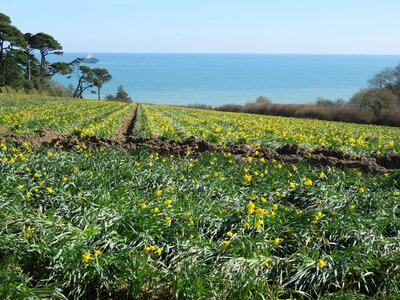 Landscape agriculture field
