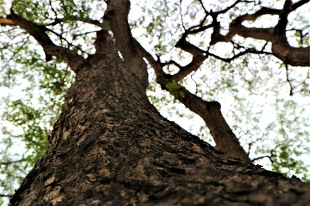Nature wood