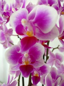 Nature phalaenopsis floral photo