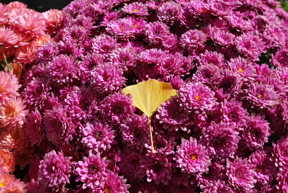 Nature plants summer
