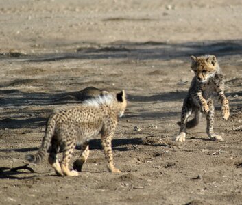 Predator carnivore cheetah