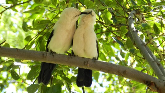 Leaf tropical birds