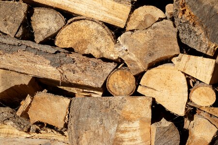 Wood stump a pile of wood