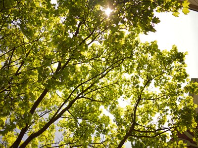 Leaf nature sunny