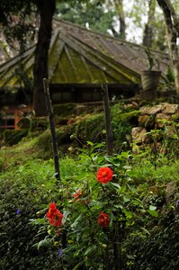 Flora leaf outdoors photo