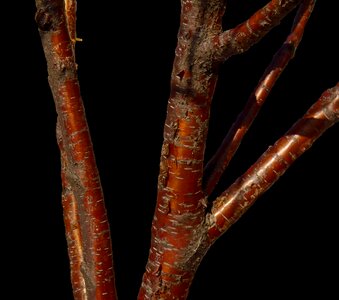 Closeup nature wood