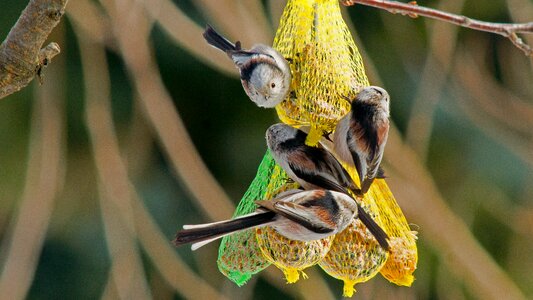 Animal world wing birds