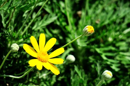 Summer garden chrysanthemum
