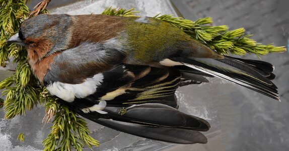 Chaffinch bird garden