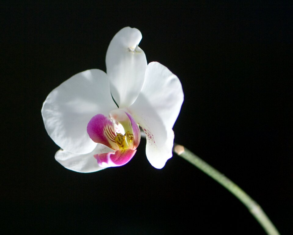 Plant nature petal