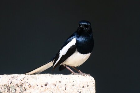 Outdoor animal cute
