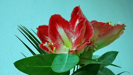 Flower nature plant