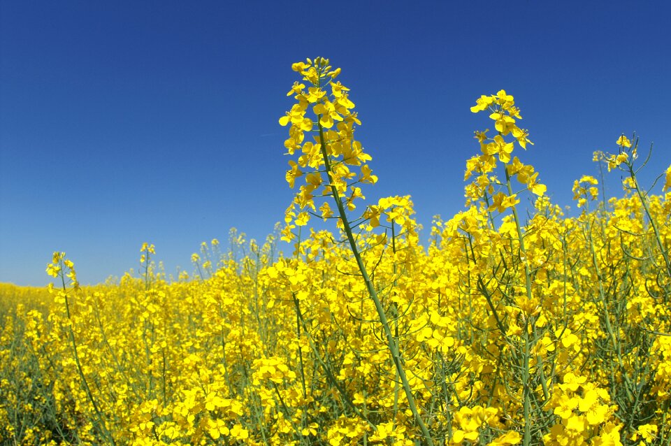 Nature crop cole seed