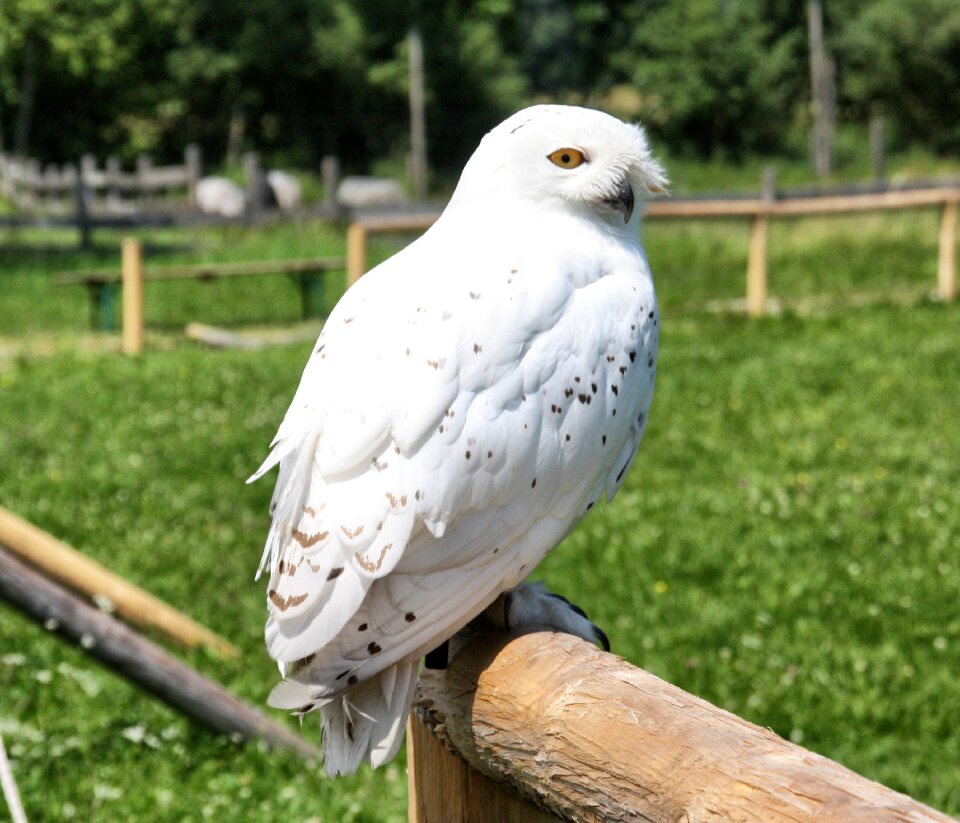 Animal feather bird of prey