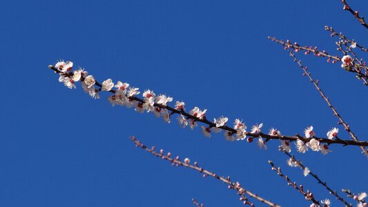 Branch air