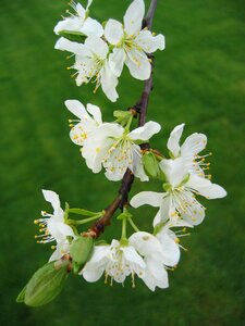 Nature apple plant