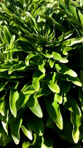 Nature growth