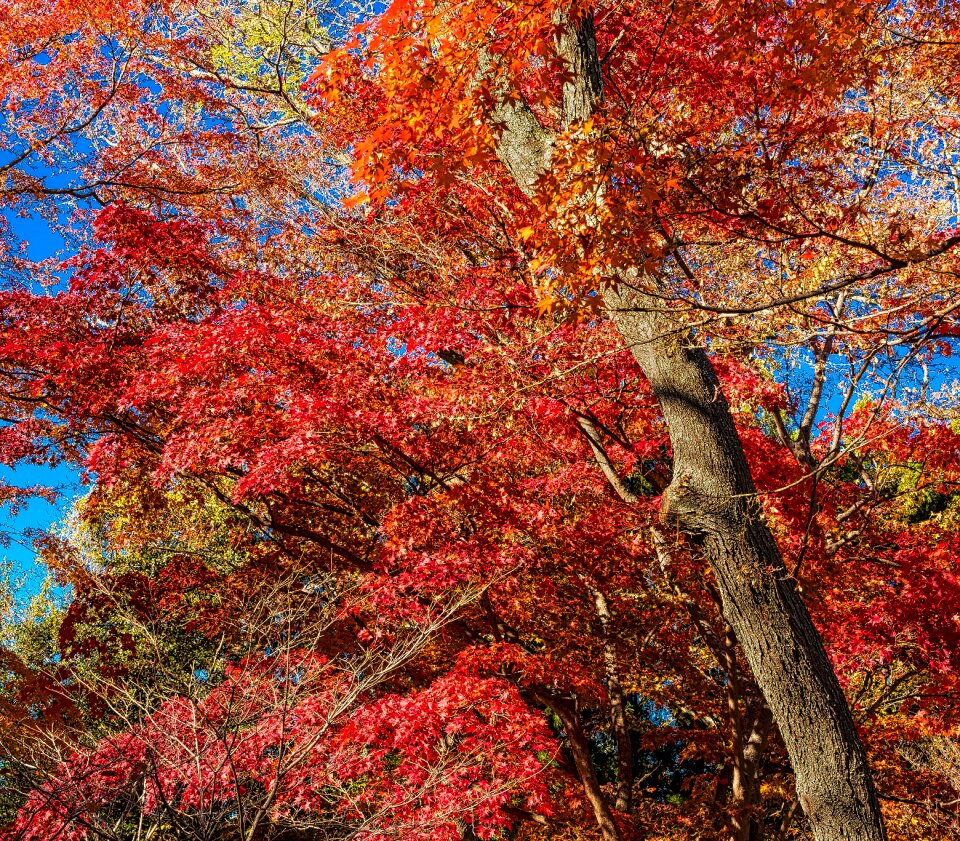 Season nature