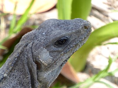 Animal fauna lizard