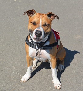 Face american staffordshire dog